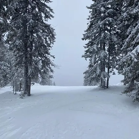 Cedar Heights 2 * Pamporovo